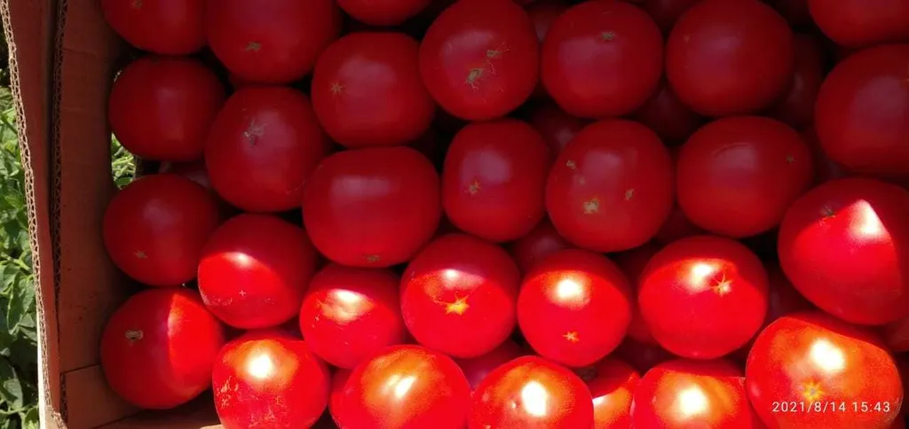 помидоры ( томаты ) оптом с поля в Астрахани 3