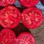 помидоры ( томаты ) оптом с поля в Астрахани