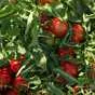 помидоры ( томаты ) оптом с поля в Астрахани 2