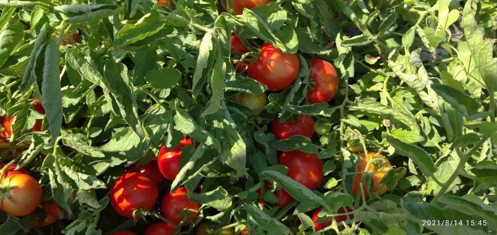 помидоры ( томаты ) оптом с поля в Астрахани 6