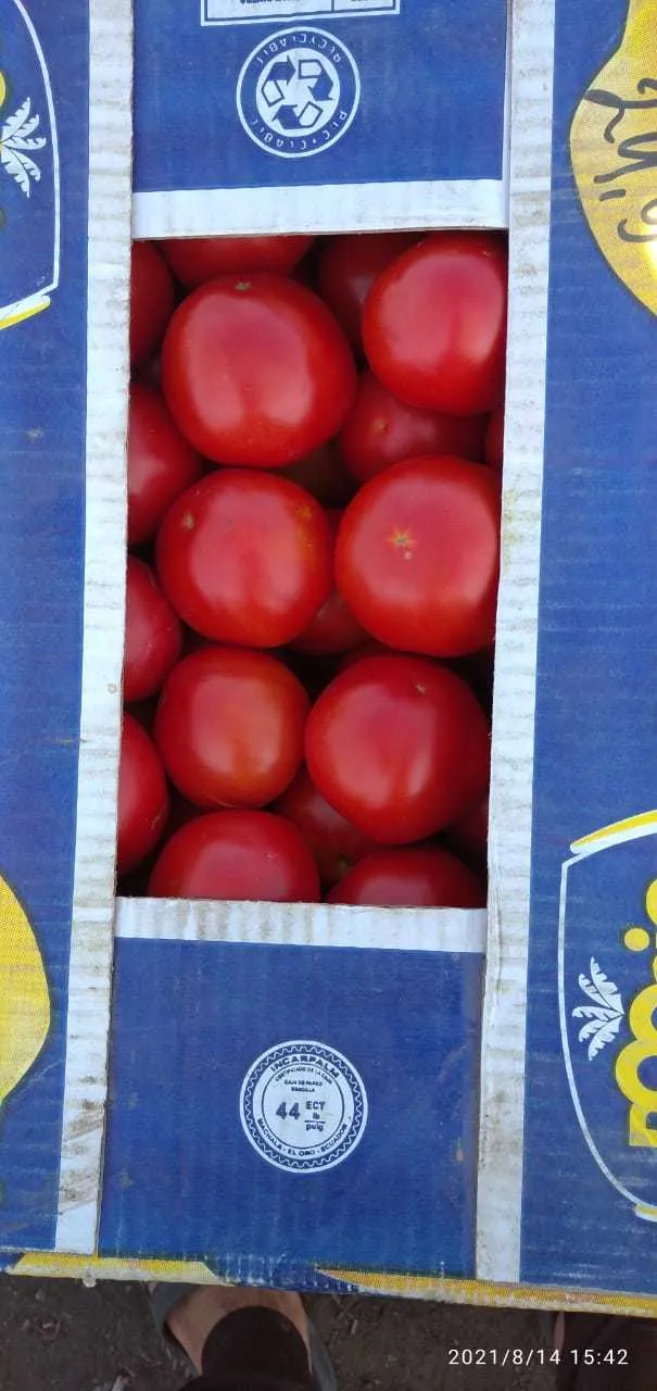 помидоры ( томаты ) оптом с поля в Астрахани 5
