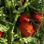 помидоры ( томаты ) оптом с поля в Астрахани 4