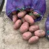 картофель оптом от производителя  в Астрахани и Астраханской области 2