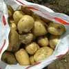 картофель оптом от производителя  в Астрахани и Астраханской области